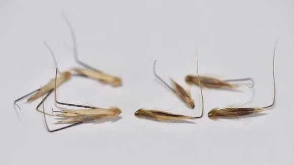 Mot loai cay di bo co the di chuyen tim dat thich hop de sinh ton-Hinh-3