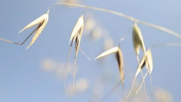 Mot loai cay di bo co the di chuyen tim dat thich hop de sinh ton-Hinh-2