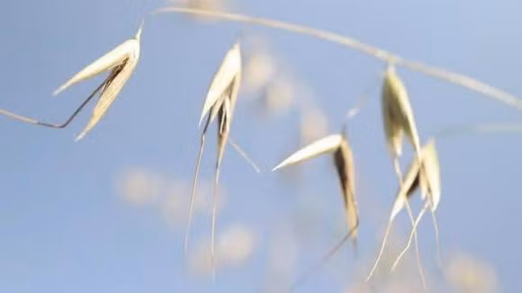 Mot loai cay di bo co the di chuyen tim dat thich hop de sinh ton-Hinh-2