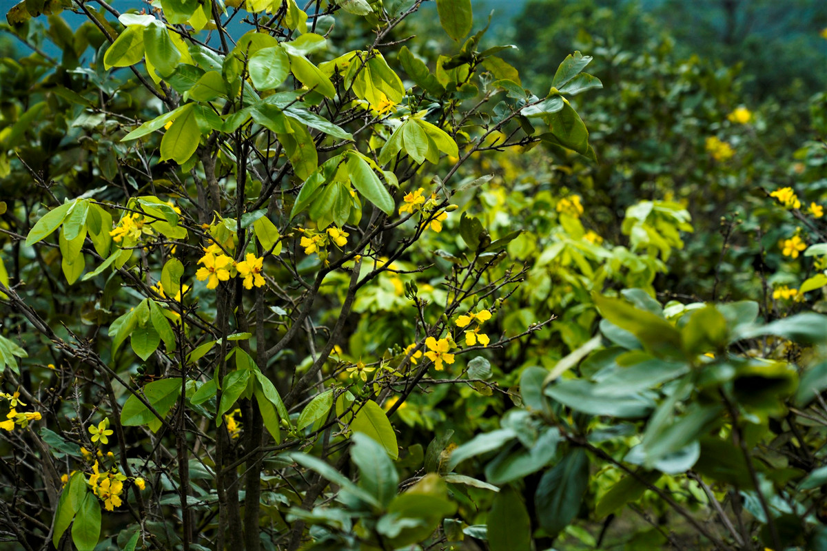 Nong dan 'thu phu' mai vang Ha Tinh lo that thu vi hoa no som
