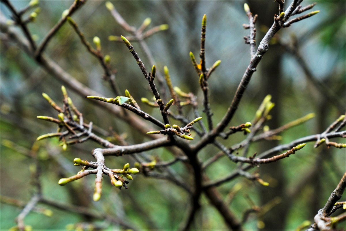 Nong dan 'thu phu' mai vang Ha Tinh lo that thu vi hoa no som-Hinh-8