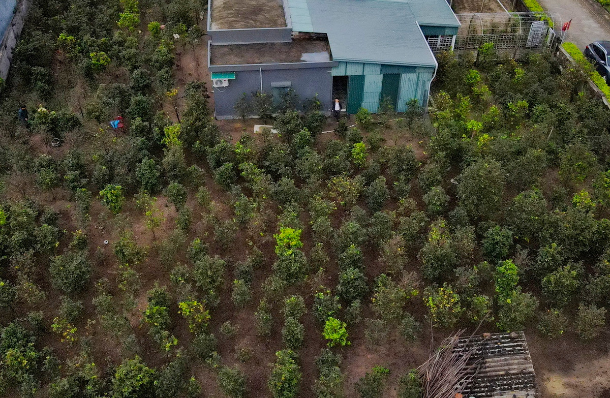 Nong dan 'thu phu' mai vang Ha Tinh lo that thu vi hoa no som-Hinh-7