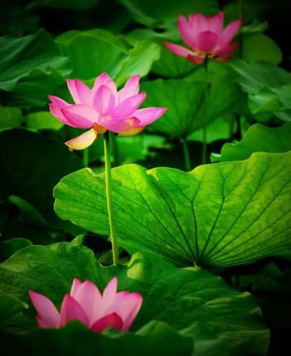 7 ngay sinh cua nguoi giau nhat, sinh ra se la quan chuc