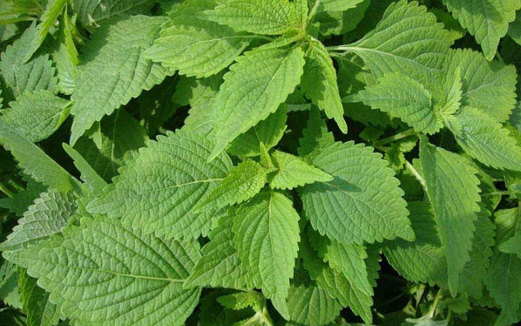 Loai rau dan da tot hon ca tia to, la khang sinh tu nhien