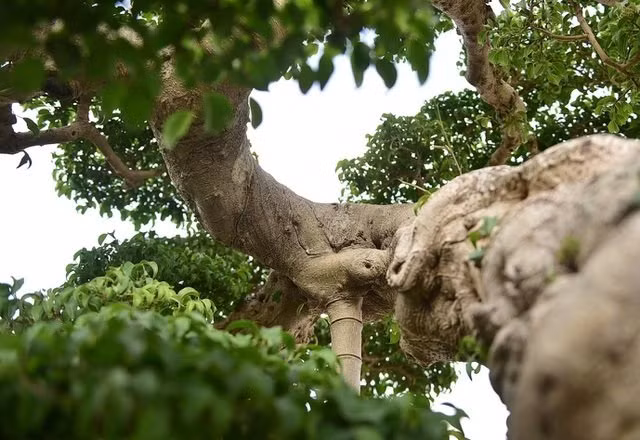 Ly kỳ màn tậu sanh cổ độc long 22 tỷ rồi phá tán - Hình 4 Ly ky man tau sanh co doc long 22 ty roi pha tan-Hinh-4