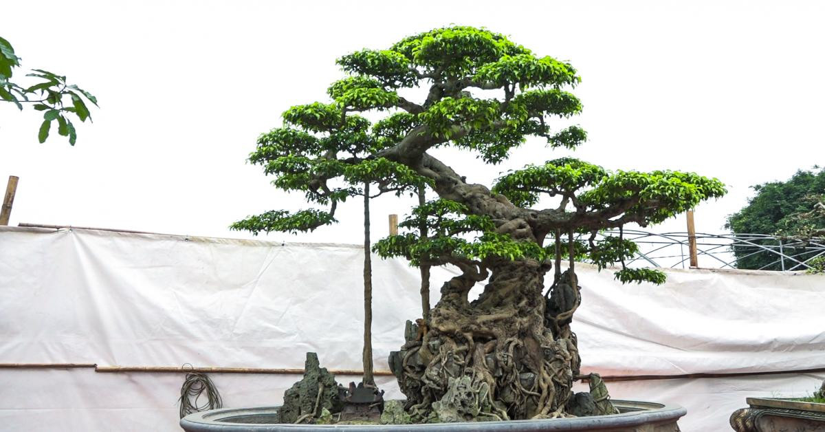 Ly ky man tau sanh co doc long 22 ty roi pha tan-Hinh-2