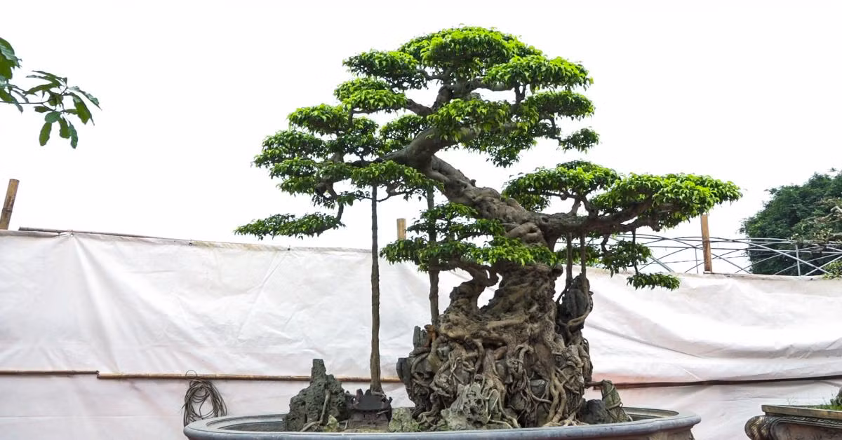 Ly kỳ màn tậu sanh cổ độc long 22 tỷ rồi phá tán - Hình 2 Ly ky man tau sanh co doc long 22 ty roi pha tan-Hinh-2