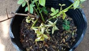 Cây chết. Chăm sóc cây cảnh trong nhà. Đừng để chúng chết. Giữ cây chết trong nhà được coi là không tốt. 