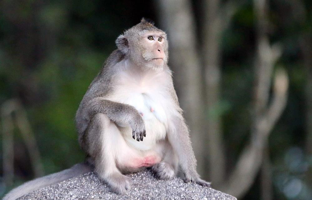 Trong tháng, con giáp này sẵn sàng mở lòng với người khác, chịu khó lắng nghe, tiếp thu, học hỏi kiến thức mới.