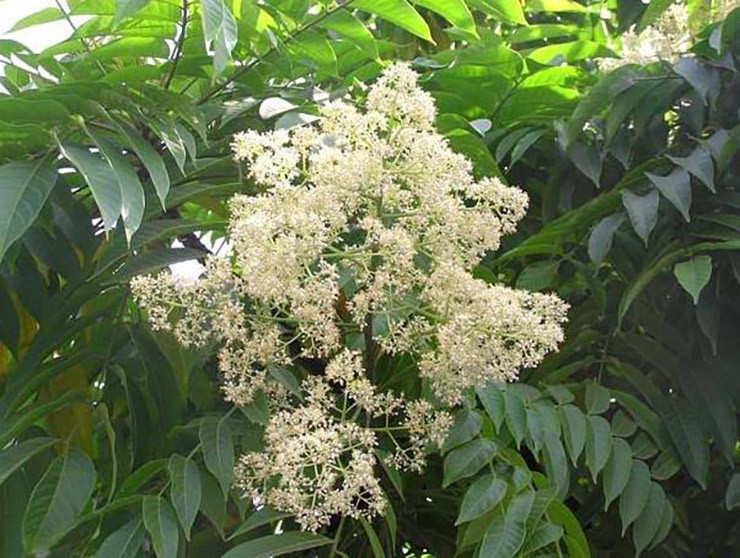 Loai cay o Viet Nam moc dai co doc, o nuoc ngoai ban 600.000/kg-Hinh-5