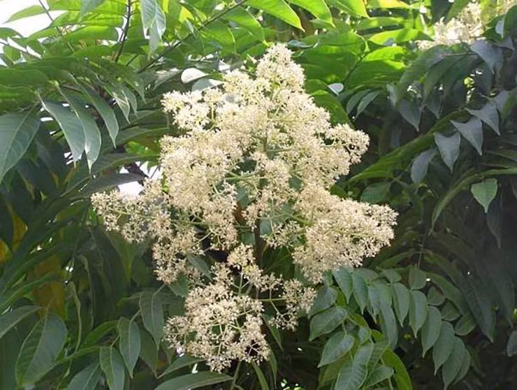 Loai cay o Viet Nam moc dai co doc, o nuoc ngoai ban 600.000/kg-Hinh-5