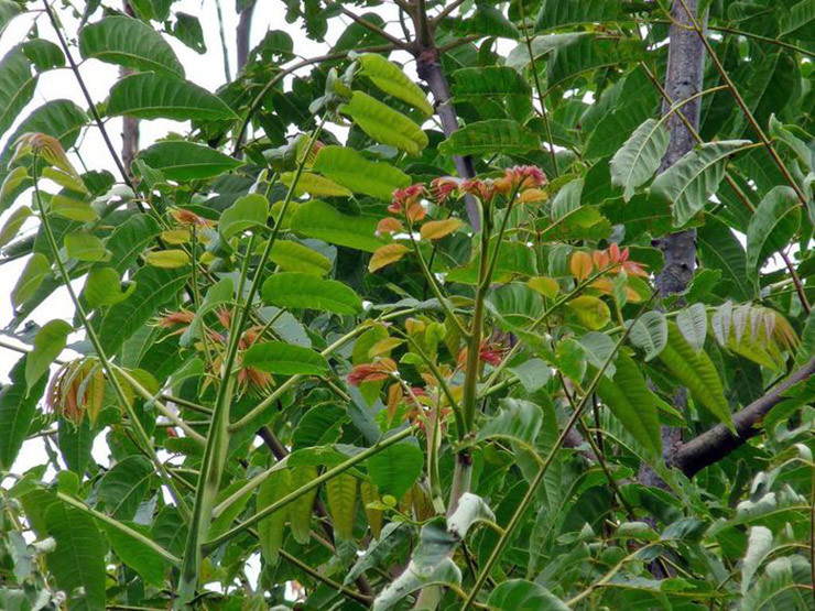 Loai cay o Viet Nam moc dai co doc, o nuoc ngoai ban 600.000/kg-Hinh-4