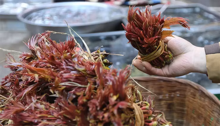 Loai cay o Viet Nam moc dai co doc, o nuoc ngoai ban 600.000/kg