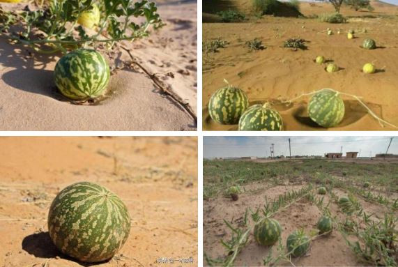 Sa mac co mot loai dua hau ky la nhung khong ai dam an-Hinh-10