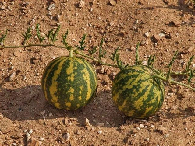 Sa mac co mot loai dua hau ky la nhung khong ai dam an-Hinh-8