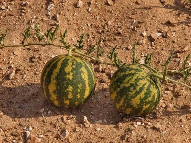 Sa mac co mot loai dua hau ky la nhung khong ai dam an-Hinh-8