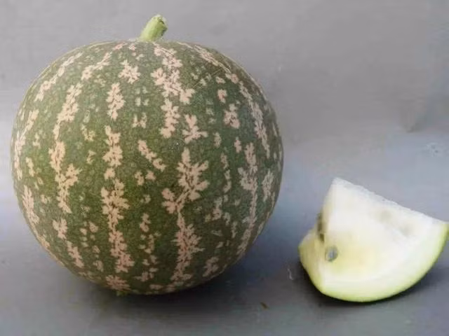 Sa mac co mot loai dua hau ky la nhung khong ai dam an-Hinh-5