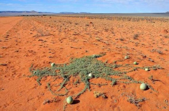 Sa mac co mot loai dua hau ky la nhung khong ai dam an-Hinh-12