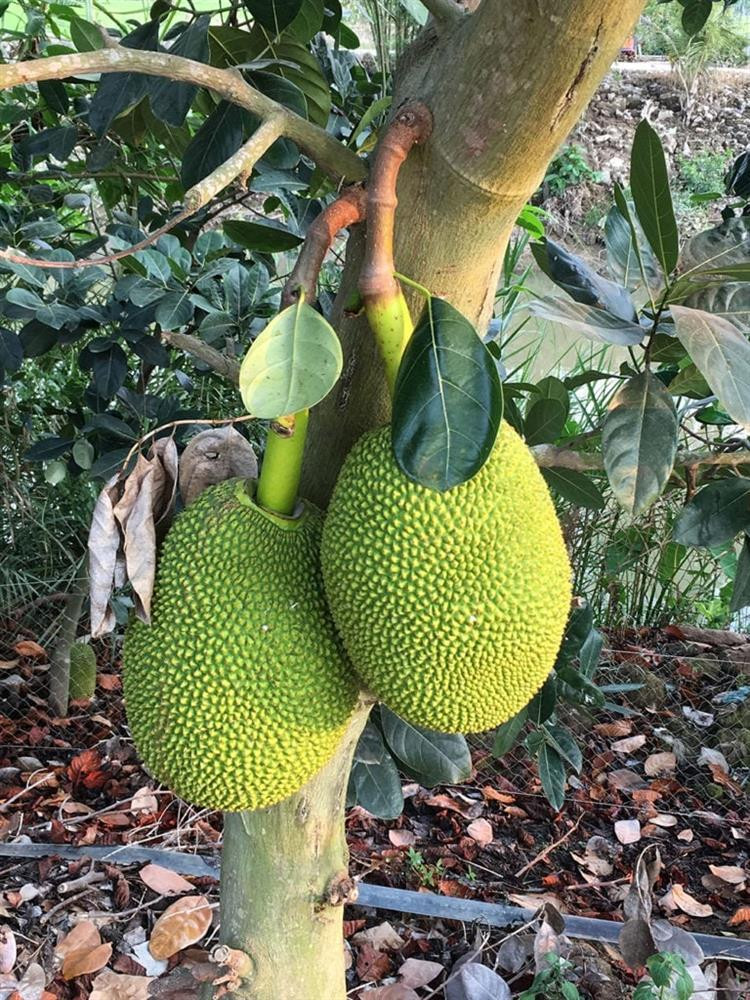 4 loai cay trong truoc nha chan dung tai loc