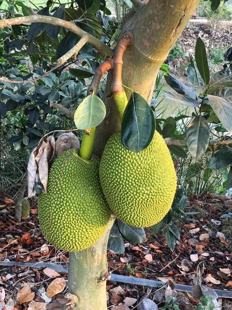 4 loai cay trong truoc nha chan dung tai loc