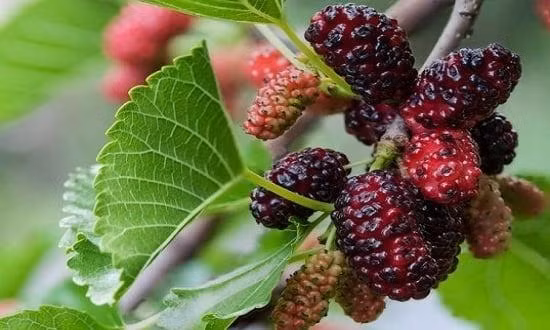 4 loai cay trong truoc nha chan dung tai loc-Hinh-3