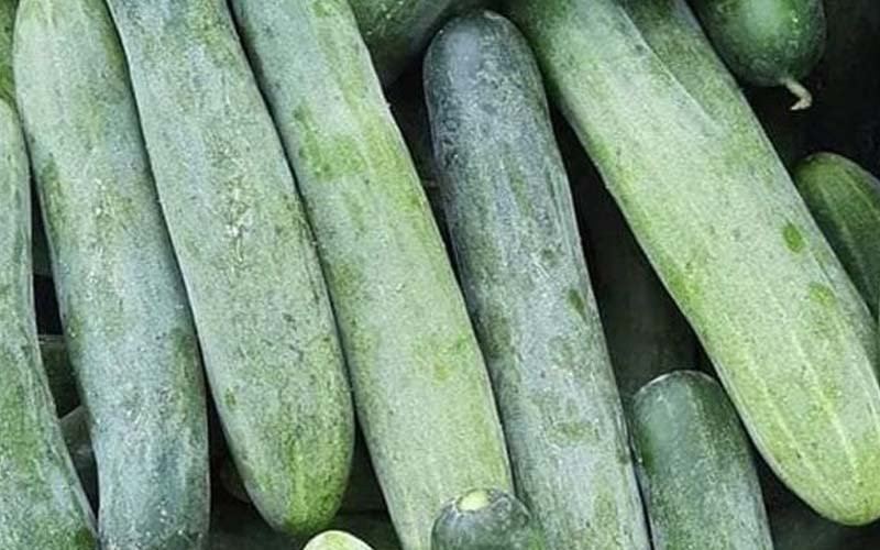 Mua dưa chuột cứ nhắm vào điểm này, khỏi lo dưa tẩm hóa chất Mua dua chuot cu nham vao diem nay, khoi lo dua tam hoa chat