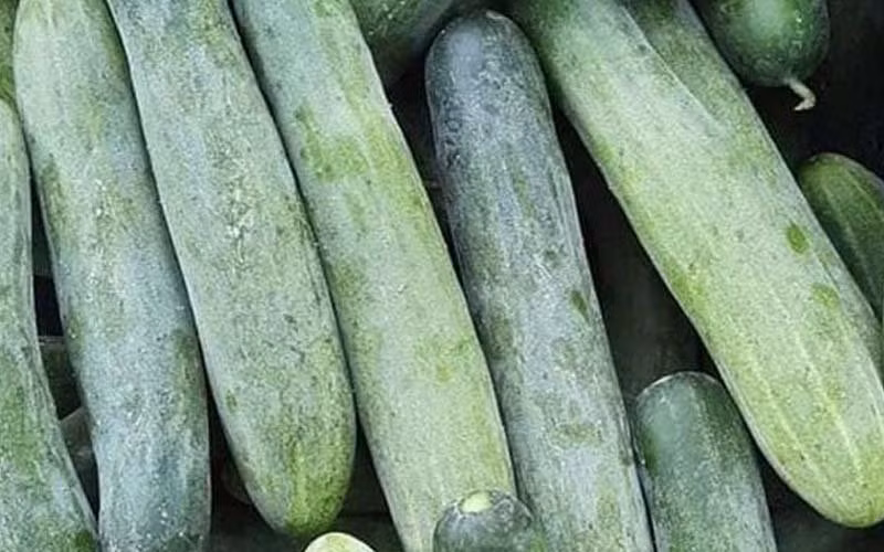 ­Mua dua chuot cu nham vao diem nay, khoi lo dua tam hoa chat