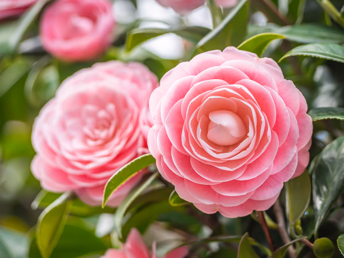 3 con giap noi duoc lam duoc, thoi tre kho khan, hau van suon se