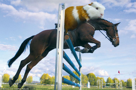  Khi ở bên nhau, họ luôn tranh giành một thứ gì đó. Người tuổi Tý và tuổi Ngọ sẽ dễ xúc động, hai người luôn không nhường nhịn nhau và dễ chia tay. 