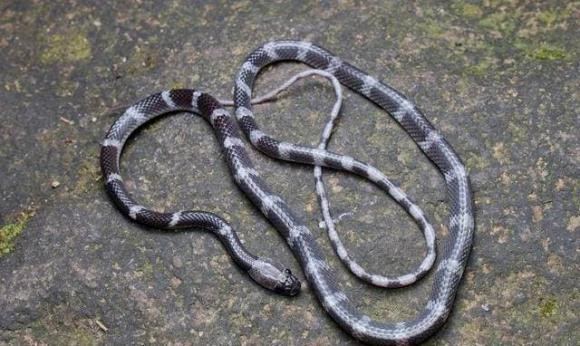 Tai sao ran di bang bung?-Hinh-5