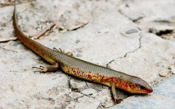 Tai sao ran di bang bung?-Hinh-7