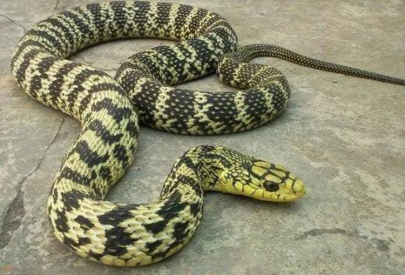 Tai sao ran di bang bung?-Hinh-4