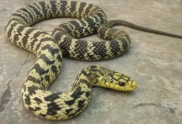 Tai sao ran di bang bung?-Hinh-4