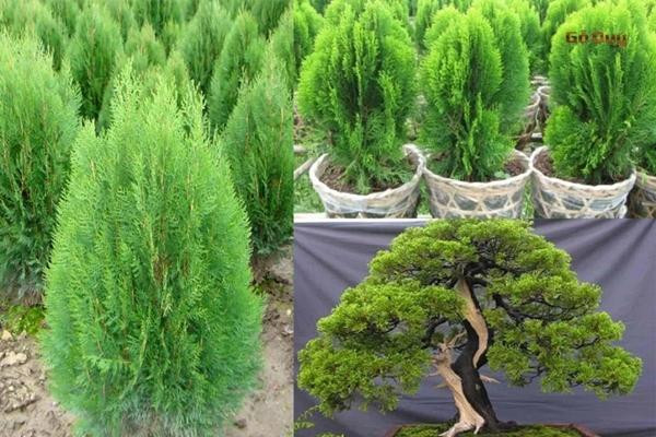 5 loai cay khong nen trong truoc nha: Hao ton tien cua-Hinh-4