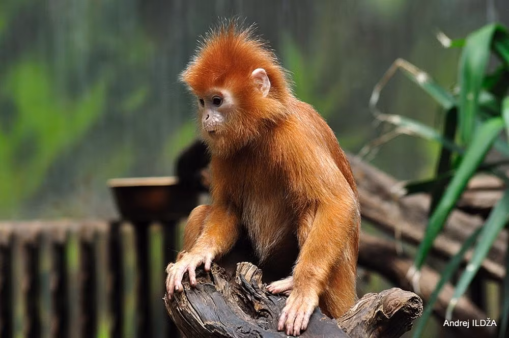 4 con giap lam mot huong muoi, tien ve nhu lu cuoi thang 4 nay!-Hinh-3