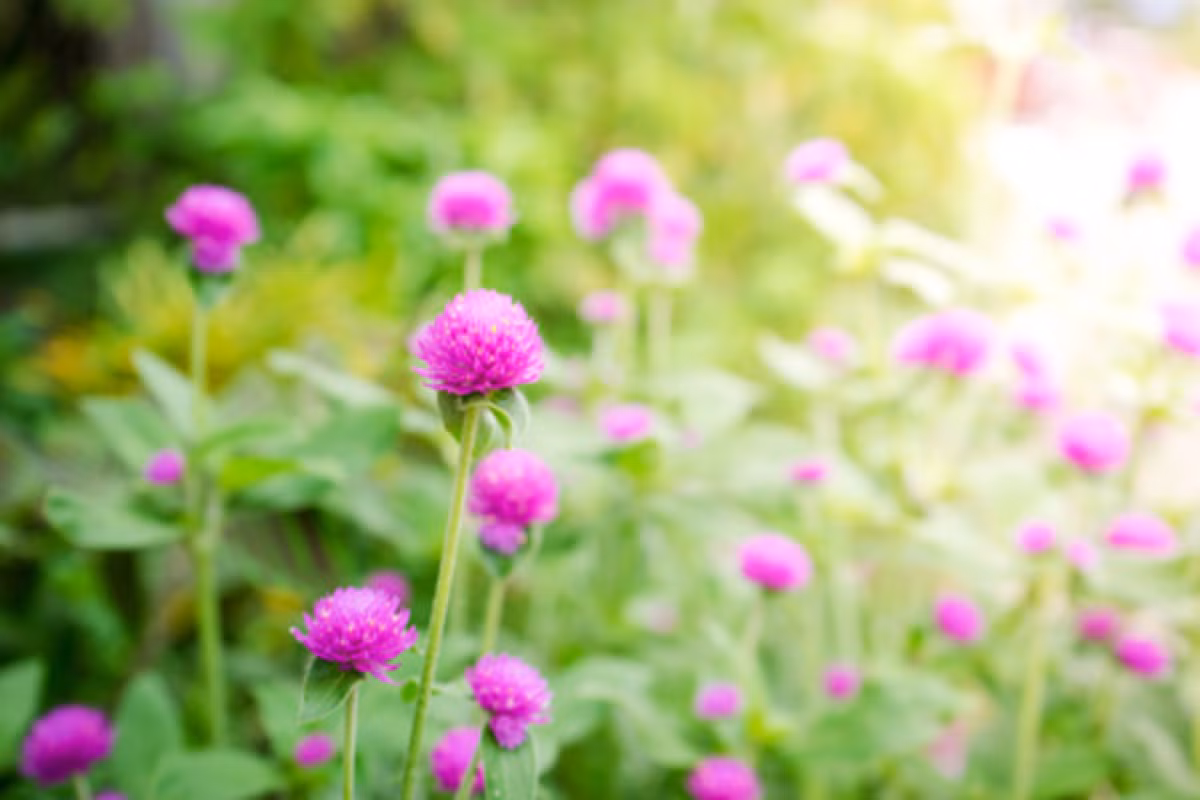 7 ngay toi trong thang 6, 3 con giap co su nghiep thang hoa