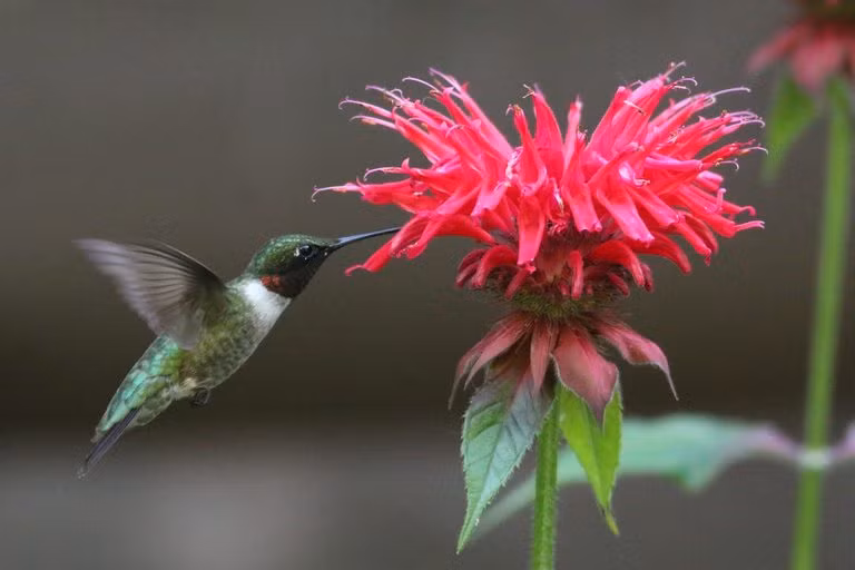 Cuoi quy co sinh ngay Am lich nay nhu ruoc Than Tai ve nha-Hinh-3