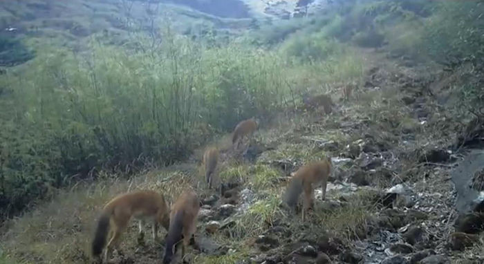 Bí ẩn về loài chó rừng Trung Quốc, được so sánh là mạnh hơn hổ báo - Hình 4 Bi an ve loai cho rung Trung Quoc, duoc so sanh la manh hon ho bao-Hinh-4