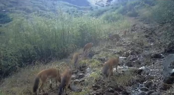 Bi an ve loai cho rung Trung Quoc, duoc so sanh la manh hon ho bao-Hinh-4