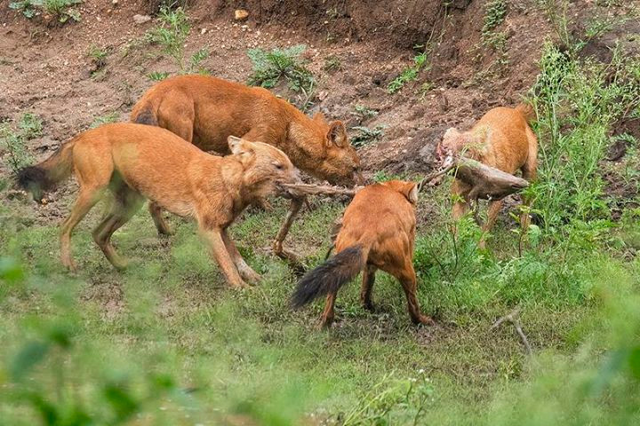 Bí ẩn về loài chó rừng Trung Quốc, được so sánh là mạnh hơn hổ báo - Hình 8 Bi an ve loai cho rung Trung Quoc, duoc so sanh la manh hon ho bao-Hinh-8