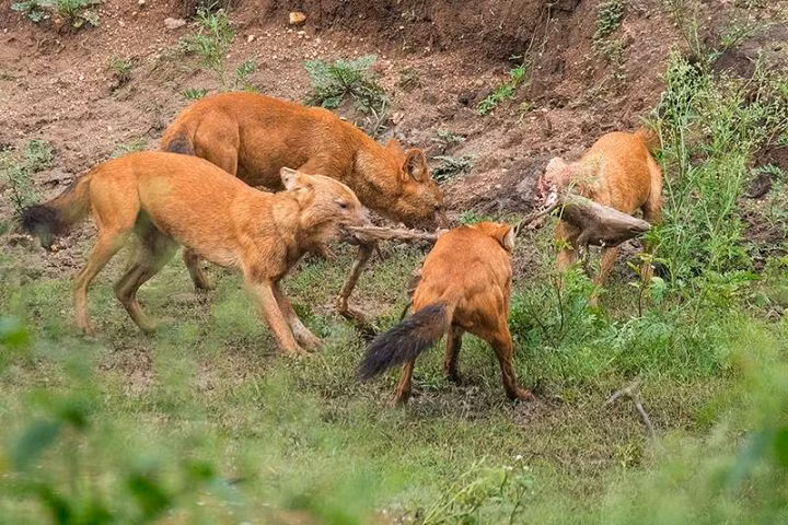 Bi an ve loai cho rung Trung Quoc, duoc so sanh la manh hon ho bao-Hinh-8