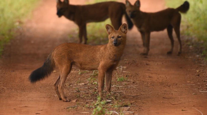 Bí ẩn về loài chó rừng Trung Quốc, được so sánh là mạnh hơn hổ báo - Hình 9 Bi an ve loai cho rung Trung Quoc, duoc so sanh la manh hon ho bao-Hinh-9