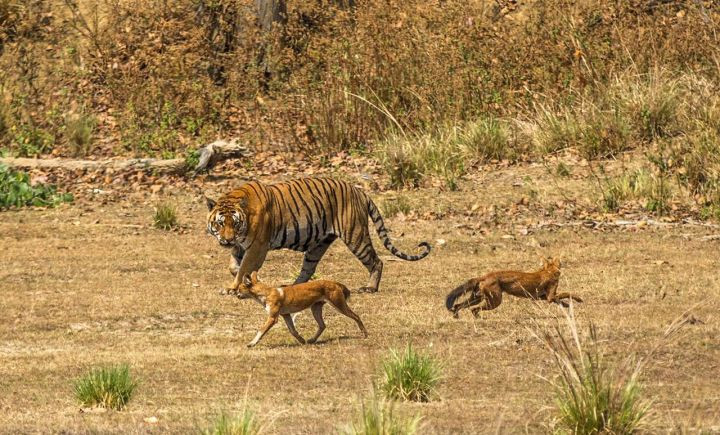 Bí ẩn về loài chó rừng Trung Quốc, được so sánh là mạnh hơn hổ báo - Hình 7 Bi an ve loai cho rung Trung Quoc, duoc so sanh la manh hon ho bao-Hinh-7