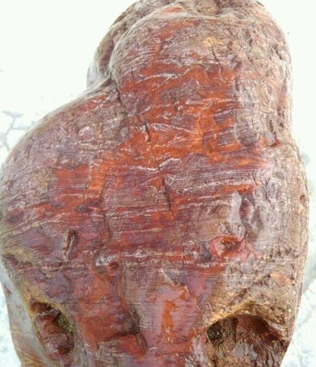 Đem "khúc gỗ mục" về nhà, anh nông dân không ngờ nhặt được cả kho báu ảnh 3