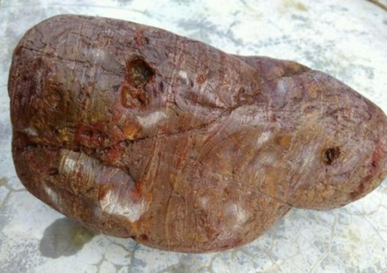 Đem "khúc gỗ mục" về nhà, anh nông dân không ngờ nhặt được cả kho báu ảnh 2