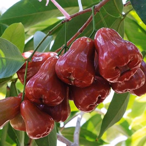 An roi rat nhieu loi ich nhung phai cuc luu y nhung dai ky sau-Hinh-2