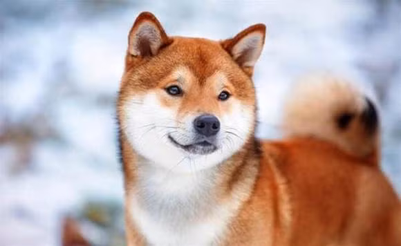 Ly do nguoi ngheo luon thieu tien, ban ron khong co thoi gian