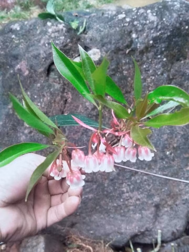 Hoa dao doc la, gia tien trieu hut khach Ha thanh mua trung Tet-Hinh-2