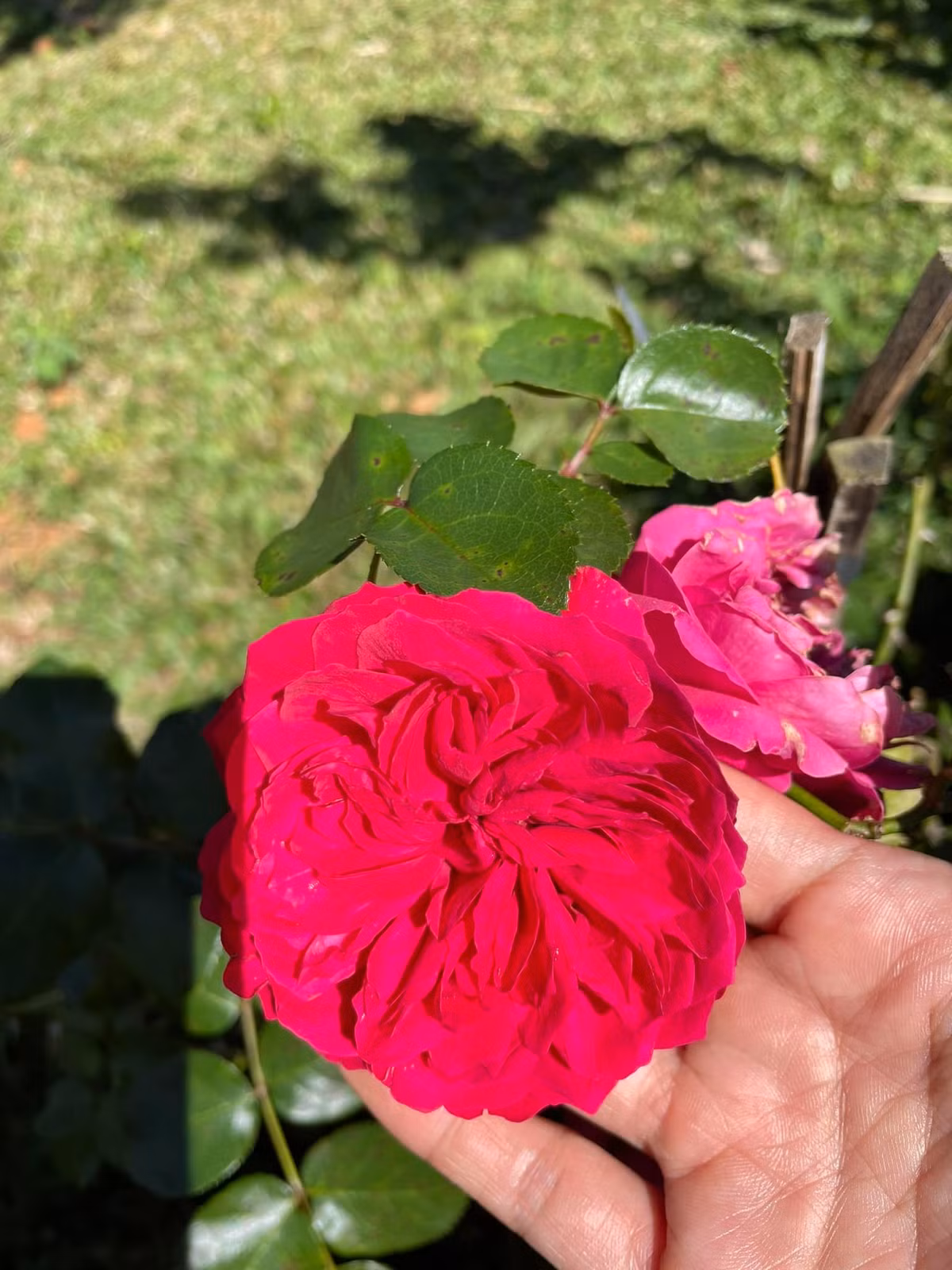 Ngoi nha o pho nui, lap lo sau nhung rang tung xanh-Hinh-9