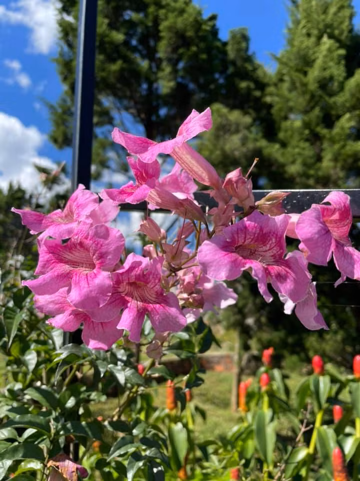 Ngoi nha o pho nui, lap lo sau nhung rang tung xanh-Hinh-11